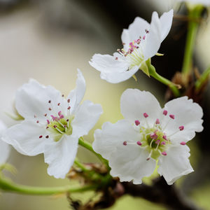 cos尾巴插件入体女
